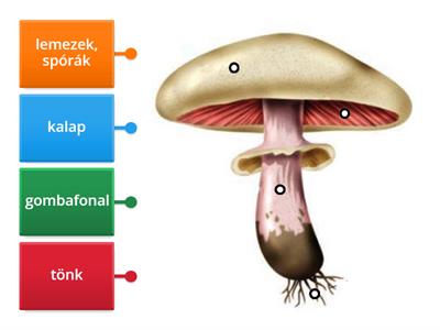 A kalapos gombák testfelépítése