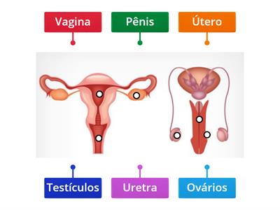 Sistema Reprodutor Feminino e Masculino 3ºano