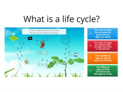 Animal Life Cycles by BuaPaiUnited