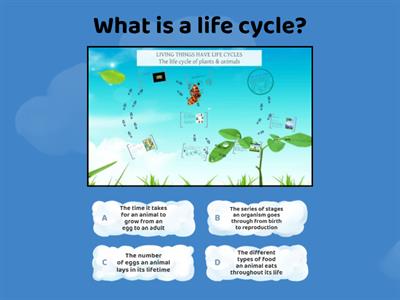 Animal Life Cycles by BuaPaiUnited