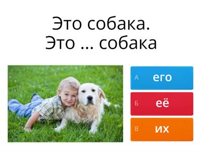 Питомцы (мой, моя, моё, его её, их)