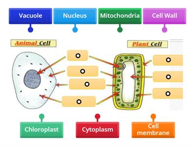 CAX KS3. Animal and Plant Cells, label