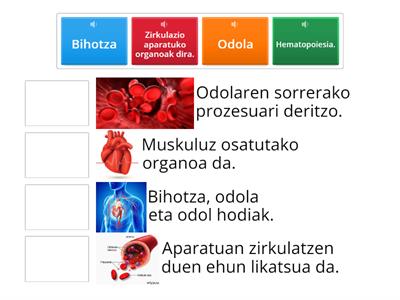 ZIRKULAZIO APARATUA 6MAILA