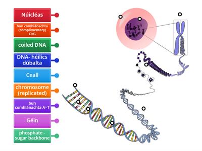 DNA, géinte & cromasóim