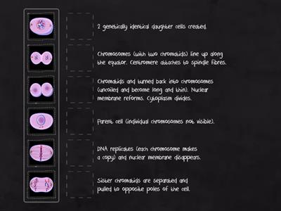 Mitosis stages (N5)