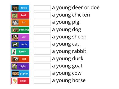 Animals and their youngs Year 2