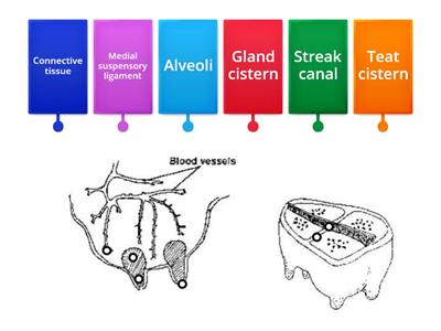 Cows udder