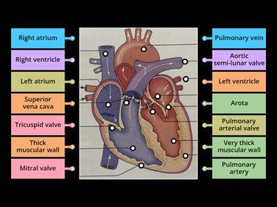 Blood Flow through the Heart