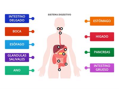 SISTEMA DIGESTIVO