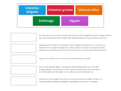 Identificación de los órganos del aparato digestivo