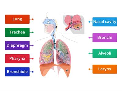 PTNE Respiratory system