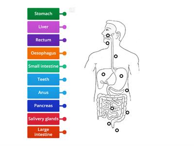 Human Digestive System