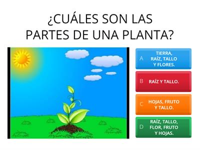 Plantas sin semilla