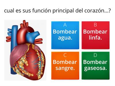 Sistema cardiovascular.