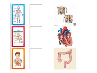 SISTEMAS DEL CUERPO HUMANO