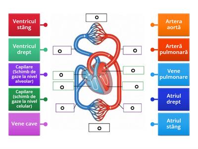 Sistemul circulator sanguin la om