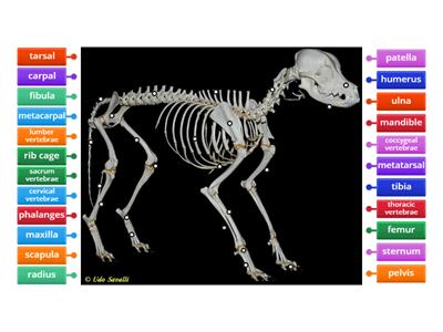 Dog Skeleton