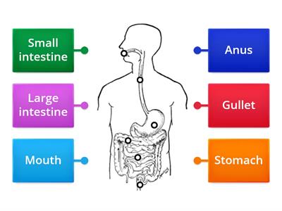 Label parts of the digestive system