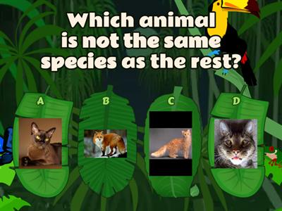 EOW5 U6 Vocab 1: Copycat Animals [QUIZ]