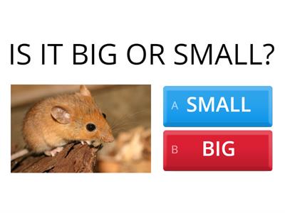 BIG OR SMALL