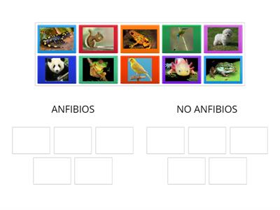 ANFIBIOS Y NO