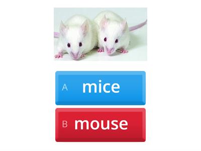 Spotlight module 5 tests plural forms