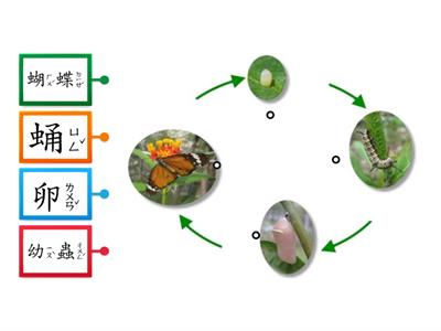 南一4下_L4蝶之生_蝴蝶的生長階段