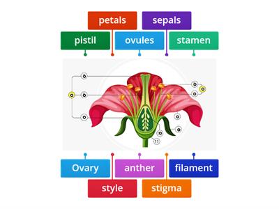  Parts of a flower