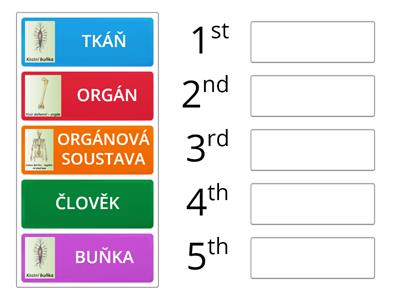 organizační struktura lidského těla