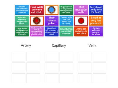 Function and Structure of Blood Vessels