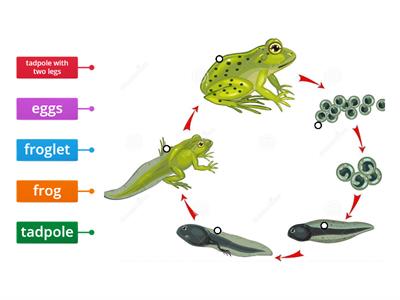 Frog life cycle 