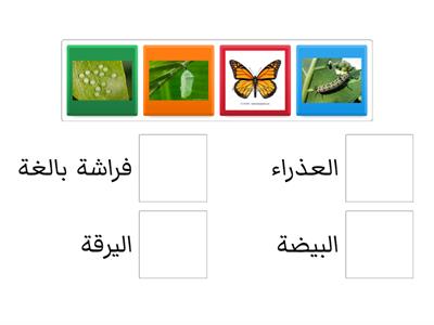 مراجعة دورة حياة الفراشة