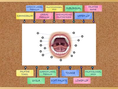ANATOMY OF MOUTH