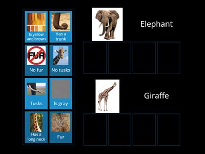 Elephant/Giraffe compare contrast