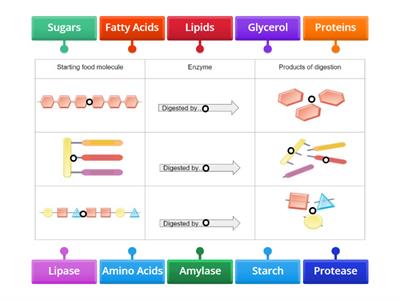 Enzymes and Digestion Products