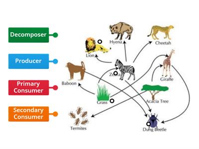 Food Webs ETO