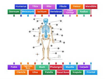 Human Skelenton (Front)