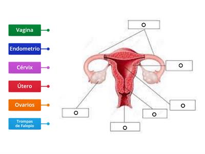 APARATO REPRODUCTOR FEMENINO