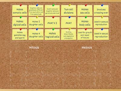 Mitosis & Meiosis 