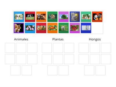 Animales, plantas y hongos