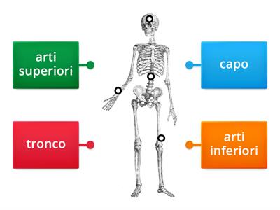 il sistema scheletrico (2)