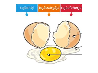  Tojás részei