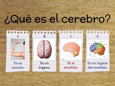 Tu fantástico y elástico cerebro