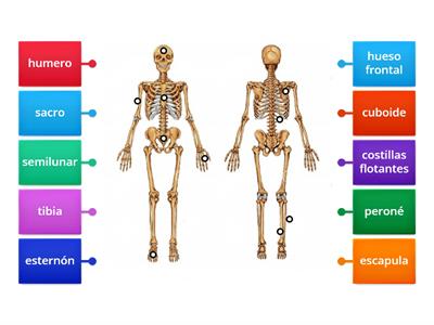 huesos del cuerpo humano