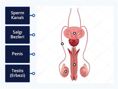 7. Sınıf 2 Dönem Fen Erkek Üreme Sistemi