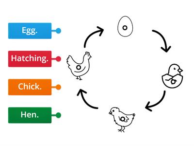 CUSP Y2 Life Cycle of a chicken.