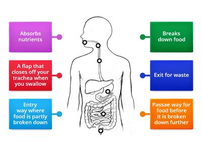 Digestive System Organs