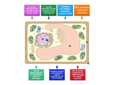 Diagram of a plant cell (level 2) [SciBio]