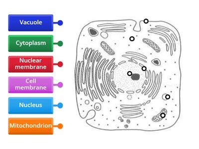 Diagram of an animal cell (level 1) [SciBio]