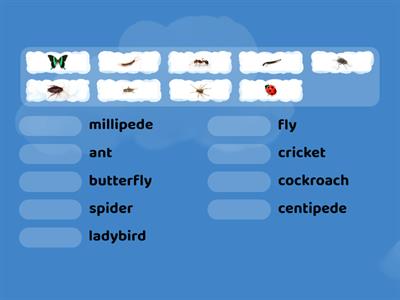 Insect Name match